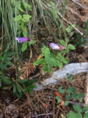 Penstemon personatus