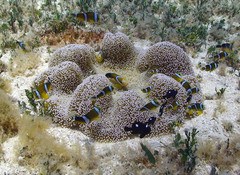 Amphiprion tricinctus