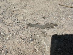 Ophisops elegans centralanatoliae