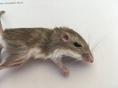 Chaetodipus penicillatus