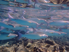 Crenimugil crenilabis