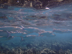 Crenimugil crenilabis