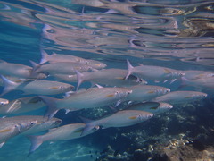 Crenimugil crenilabis