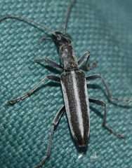 Chitona suturalis