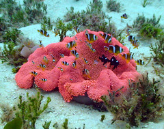 Amphiprion tricinctus