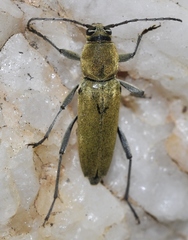 Chlorophorus glabromaculatus glaucus