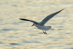 Chroicocephalus ridibundus