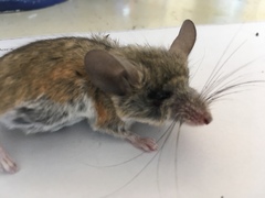 Peromyscus eremicus