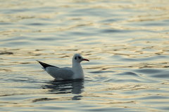 Chroicocephalus ridibundus