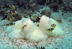 Amphiprion tricinctus