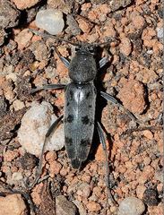 Chlorophorus glabromaculatus