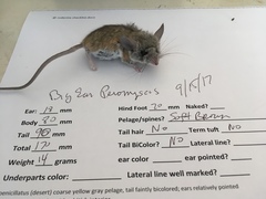 Peromyscus eremicus