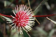 Hakea laurina