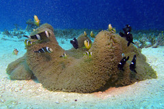 Amphiprion tricinctus