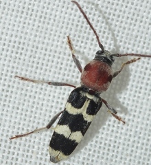 Chlorophorus trifasciatus