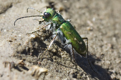 Cicindela tranquebarica vibex