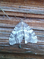 Lobophora nivigerata