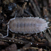 Porcellio incanus - Photo (c) Luis Orlando, some rights reserved (CC BY-NC), uploaded by Luis Orlando