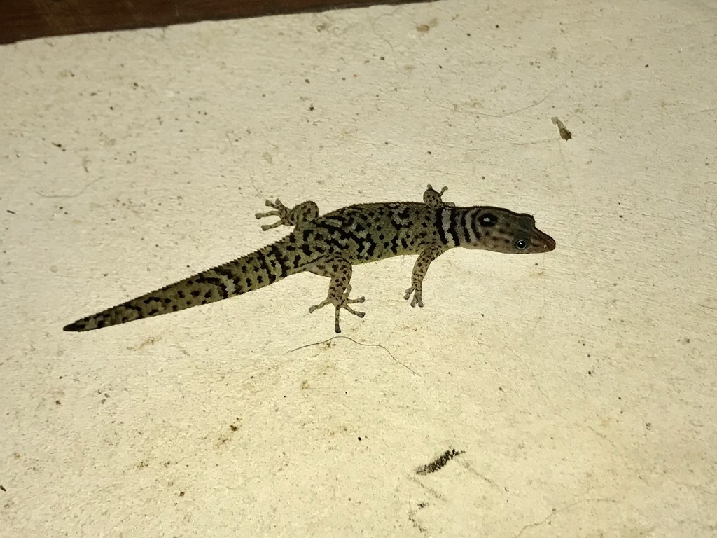 Guanaja Large-Scaled Geckolet
