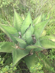 Agave gentryi