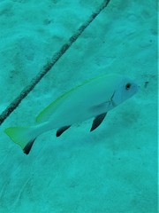 Diagramma melanacrum