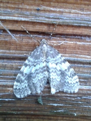 Lobophora nivigerata