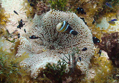 Amphiprion tricinctus