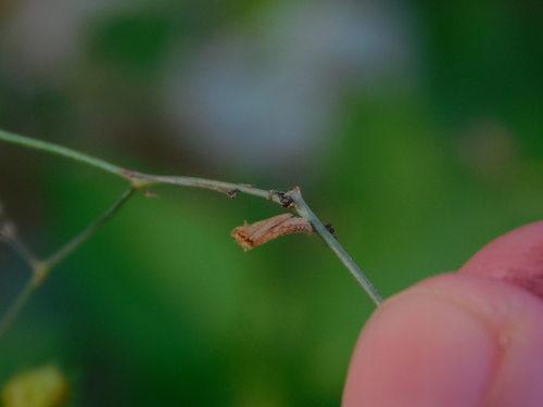 Spiderling Plume Moth