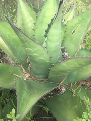Agave gentryi