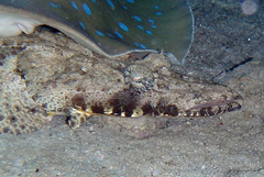 Papilloculiceps longiceps