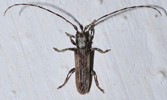 Stenidea troberti