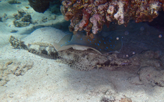 Papilloculiceps longiceps