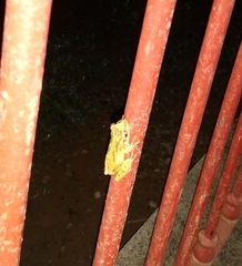 Scinax x-signatus