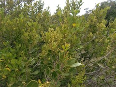 Searsia laevigata