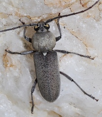 Hesperophanes sericeus