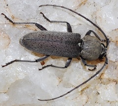 Hesperophanes sericeus