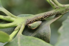 Alchisme rubrocostata