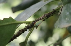 Alchisme rubrocostata