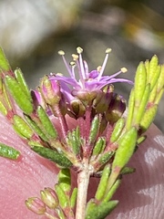 Agathosma purpurea