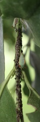 Alchisme rubrocostata