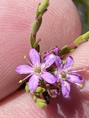 Agathosma purpurea