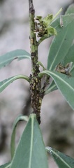 Alchisme rubrocostata