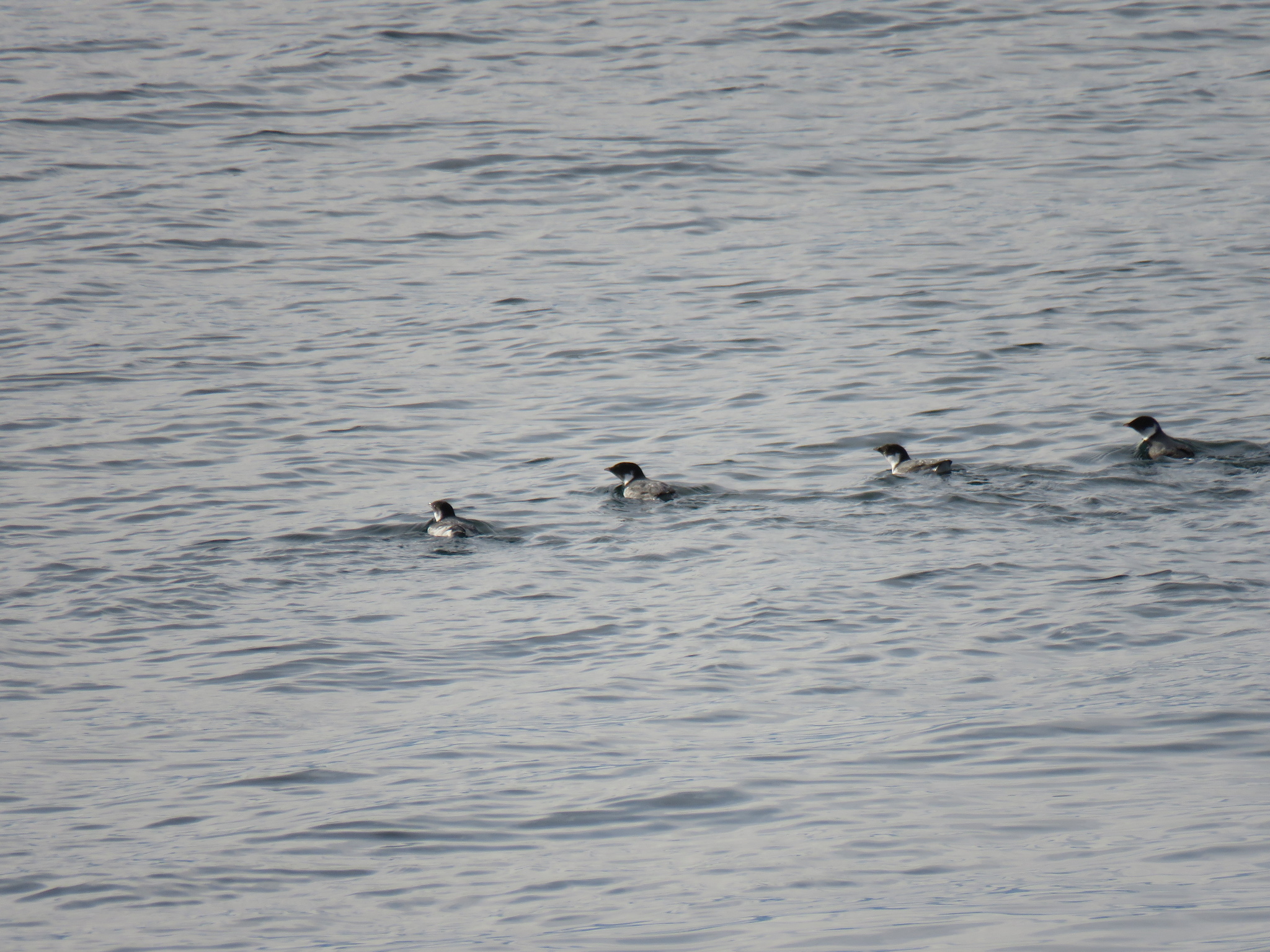 Ancient Murrelet