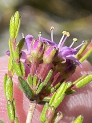 Agathosma purpurea