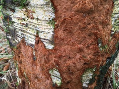 Phellinus laevigatus