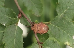 Lanopis rugosus