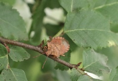 Lanopis rugosus