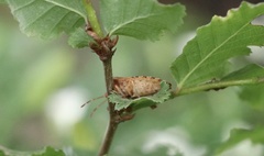 Lanopis rugosus