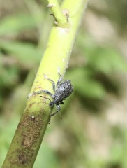 Megalometis spinifer