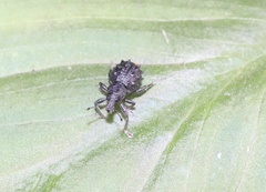 Megalometis spinifer